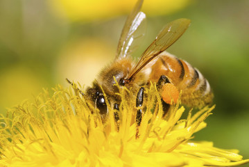 Honey bee working hard on dandelion flower