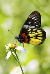 Fototapeta na wymiar Corlorful Butterfly