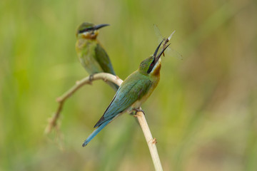 Blue-tailed bee-eater , Beautiful bird