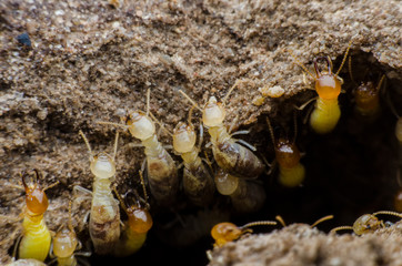 termite