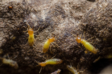 termite