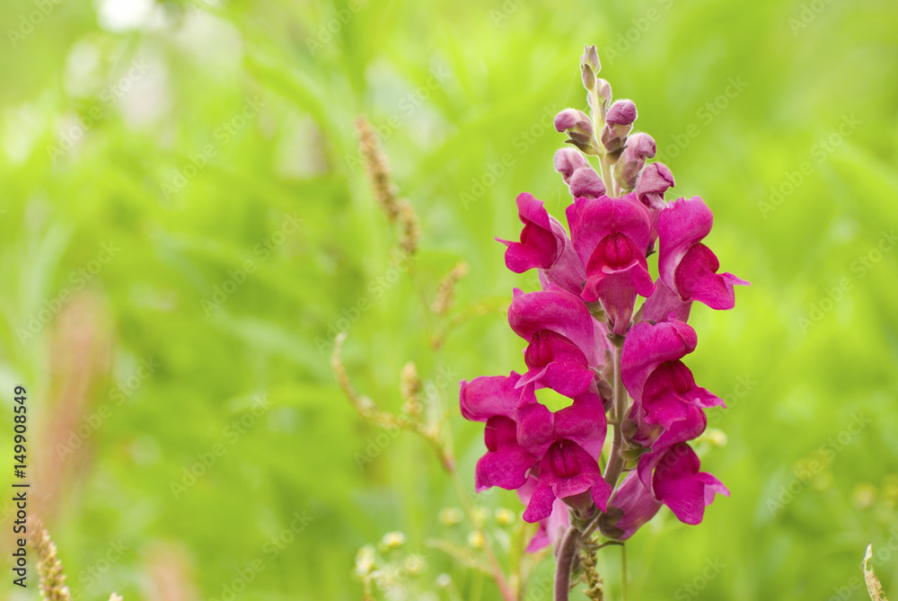 Poster red snapdragon flower in wild