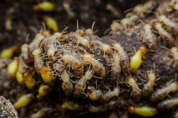 termite