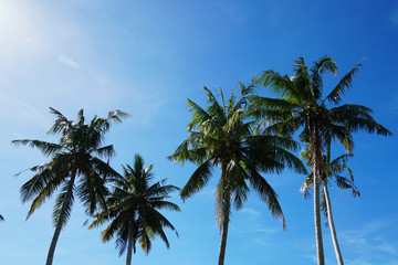 Fototapeta na wymiar 南国の椰子の木 Tropical Palm Tree,Palau