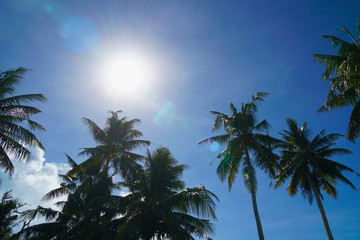 南国の椰子の木 Tropical Palm Tree,Palau