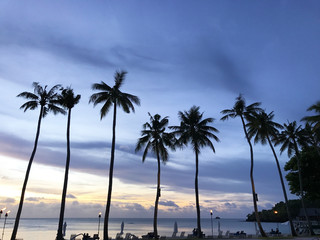 Fototapeta na wymiar 夕方のリゾート 椰子の木 Palm tree of resort at evening