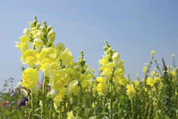 Yellow Snapdragon flowers under blue sky