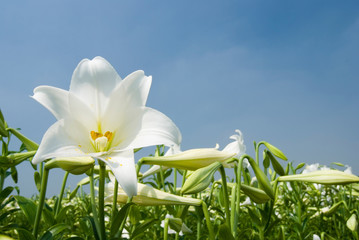 White lily - 149909589
