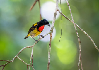 Scarlet-breated Flowerpecker.