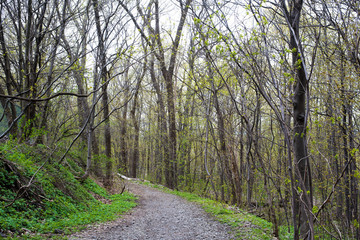 Fototapeta premium Sentier