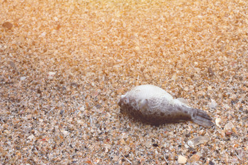 dead fish on the beach.
