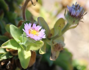 Obraz premium AZ Girls Photo 