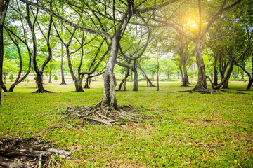 green leaves of banyan tree root and texture of bark