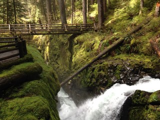 Green forest and stream