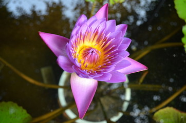 water lily