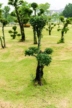 Ebony bonsai tree decoration garden