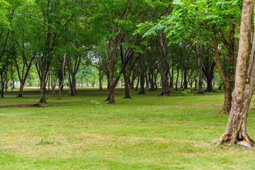 Green lawn with trees in park