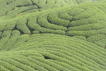 Complex landform and tea trees