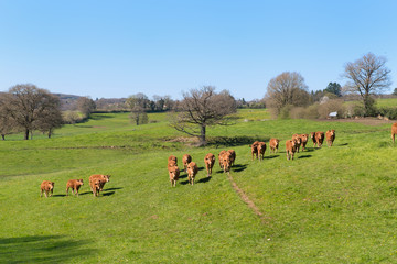 Fototapeta premium Limousin cows in landscape