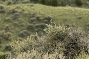 Sage Brush Near Sunset