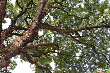 big tree with Leaf