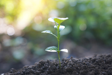 Green plant growing with sunlight. nature background