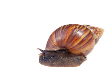 A Garden Snail (Cornu aspersum) hiding in shell isolated on a white background with clipping path.