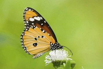 Milkweed butterfly (Anosia chrysippus, Danaidae) feeding on flow