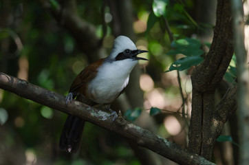 White-crested laughing thrush (Garrulax leucolophus)