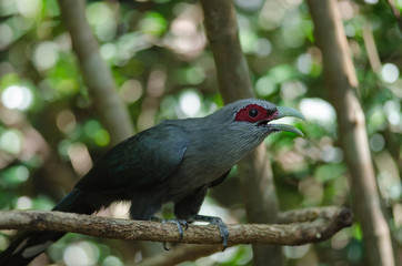  Green billed Malkoha in nature