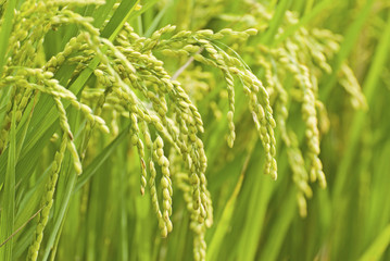 paddy rice harvest - 149920135