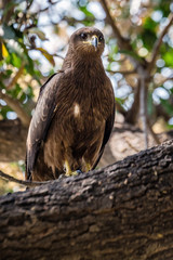 Big eagle sitting on the tree branch, Udaipur, India.