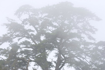 pine tree in the forest with fog