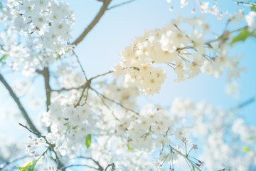 closeup cherry blossom