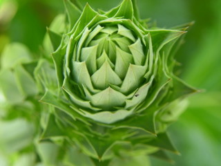 Obraz premium Beautiful 