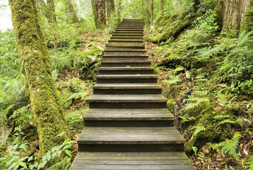 Fototapeta premium Wooden walkway into the forest