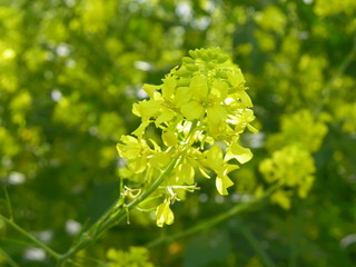 Obraz premium Beautiful bloom