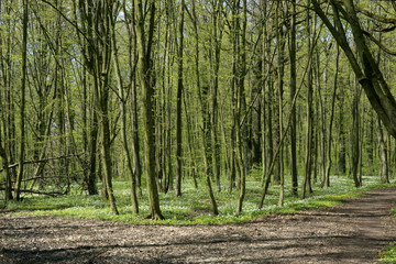 Obraz premium Forest vegetation awakening in spring. Path in spring green park.