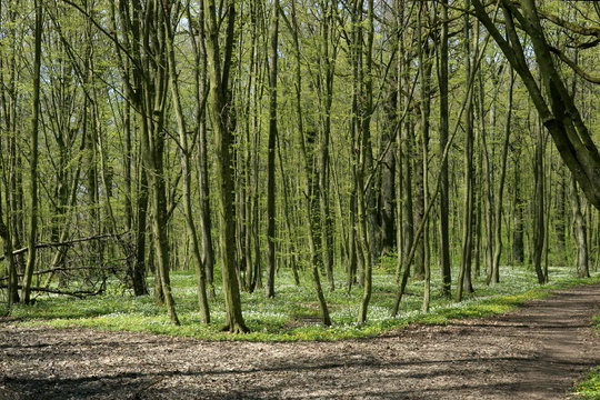 Forest vegetation awakening in spring. Path in spring green park.