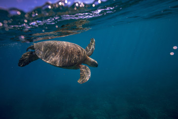 Obraz premium Turle in underwater environment with fish and blue world at background discovered