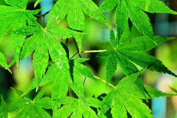 blue maple  leaves after rain