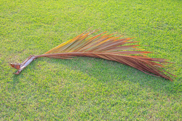 dry leaf of palm or coconut on the green grass of garden.