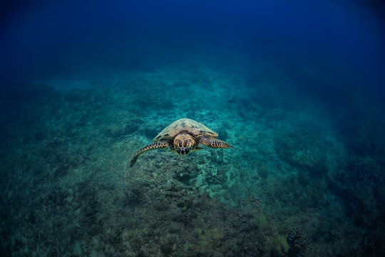 Sea turtle floating into a camera at the center of image with blue underwater ocean background