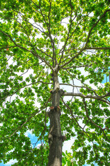 Malabar tree with green leaf.