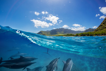 Pod of dolphins traveling along shoreline in blue ocean water. Split half-water seascape with green...