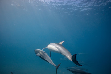 Wild dolphins underwater in deep blue ocean