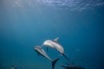 Wild dolphins underwater in deep blue ocean