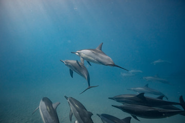 Wild dolphins underwater in deep blue ocean
