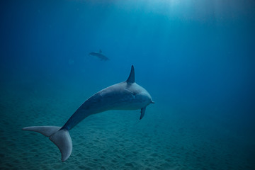 Wild dolphins underwater in deep blue ocean