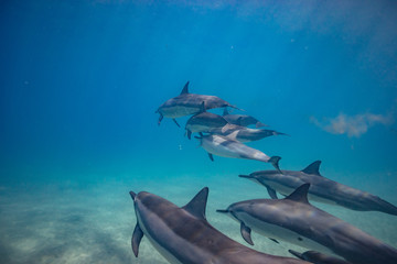 Wild dolphins underwater in deep blue ocean © willyam